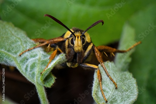 macro of a wasp © Мария Быкова
