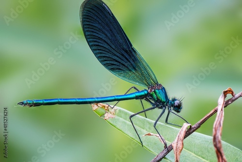 blue dragonfly on a leaf © Мария Быкова
