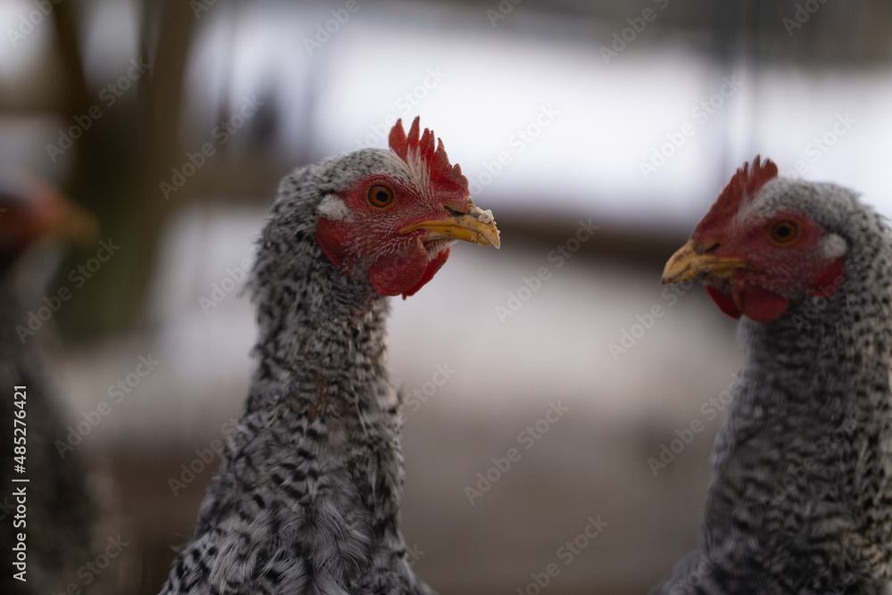 Fototapeta premium Junger Hahn auf dem Bauernhof