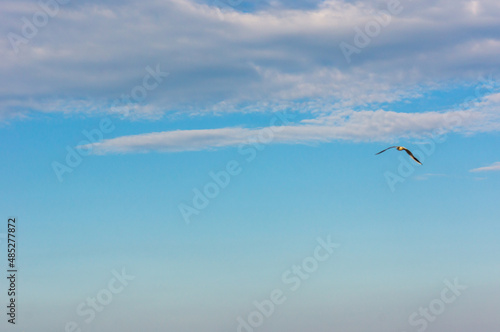 Fototapeta Naklejka Na Ścianę i Meble -  Light cloud with a blue sky background