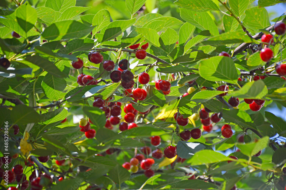 Cherry branch. Red ripe berries on the cherry tree. Green nature background. Crop time. Harvesting season
