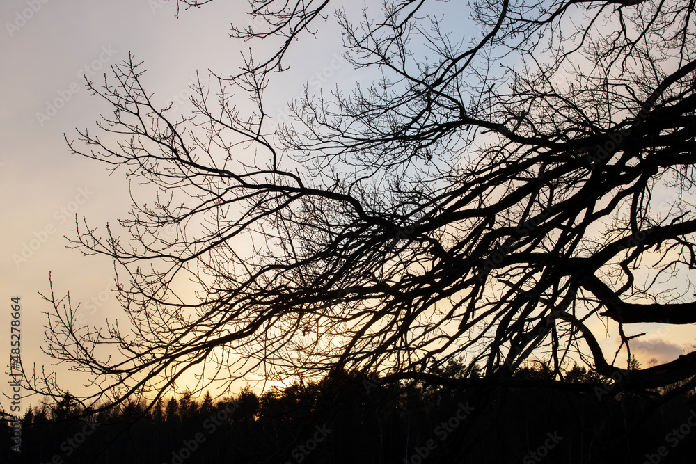 Shadows of tree branches against a yellow sky at sunset Shadows of tree branches against a yellow sky at sunset