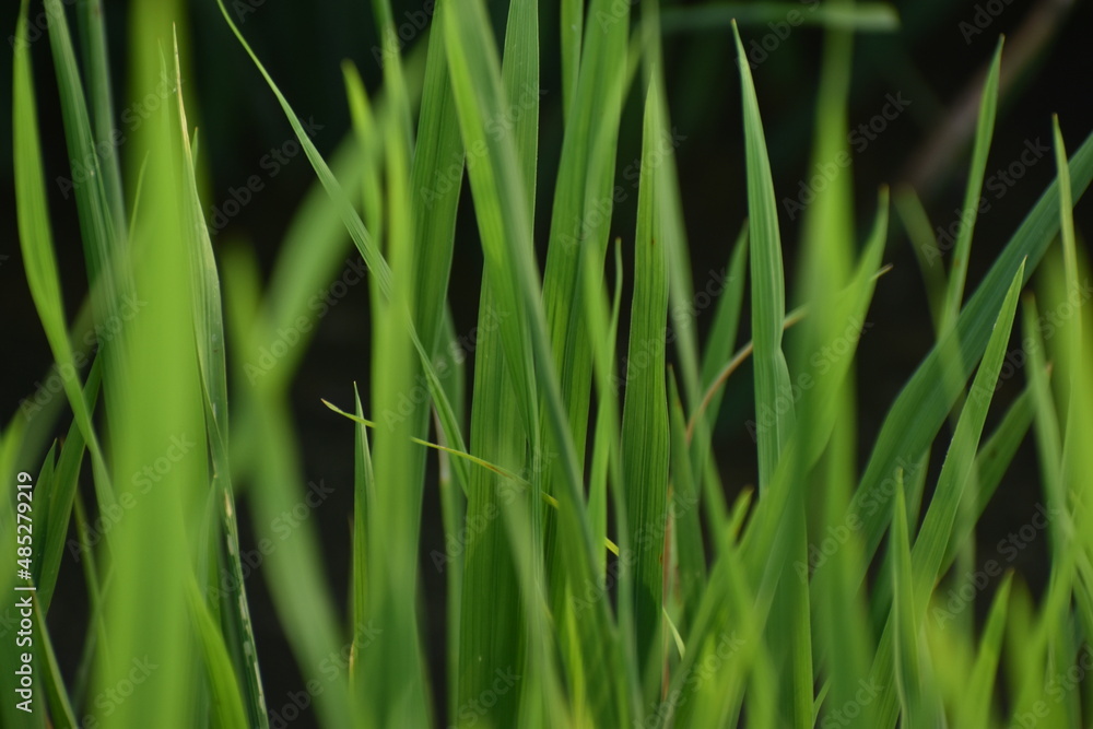 Paddy leaves Paddy leaves