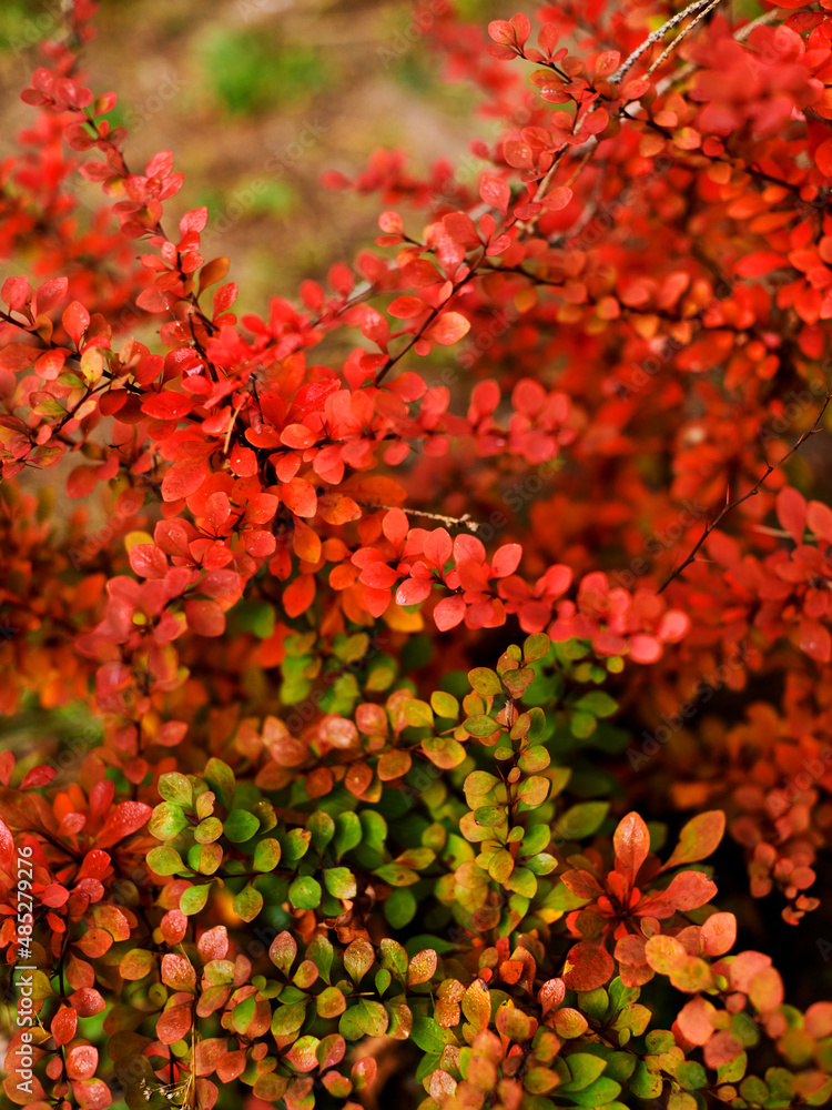 red autumn leaves on a bush closeup red autumn leaves on a bush closeup