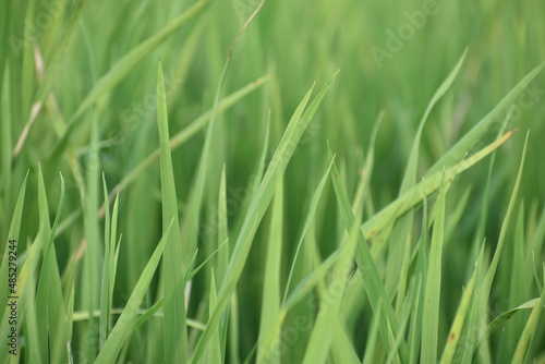 paddy plant leaves