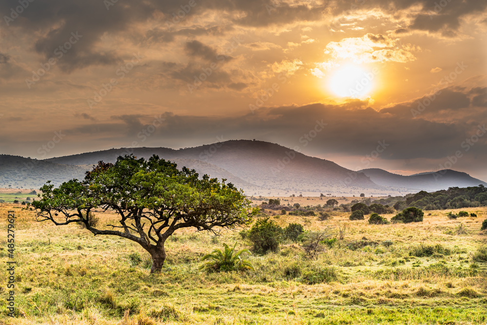 Sunrise in hilly part of Maasai Mara national reserve with sausage tree in the foreground, Kenya Sunrise in hilly part of Maasai Mara national reserve with sausage tree in the foreground, Kenya