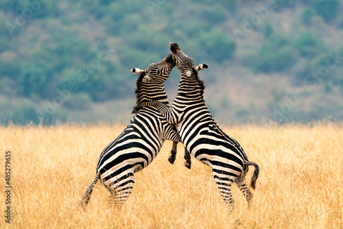 Two Plains (Grant's zebra) Zebra stallions (Equus quagga boehmi) fighting and biting, Maasai Mara National Reserve, Kenya