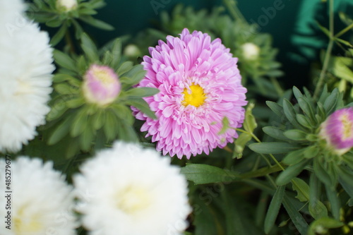 pink asters flower