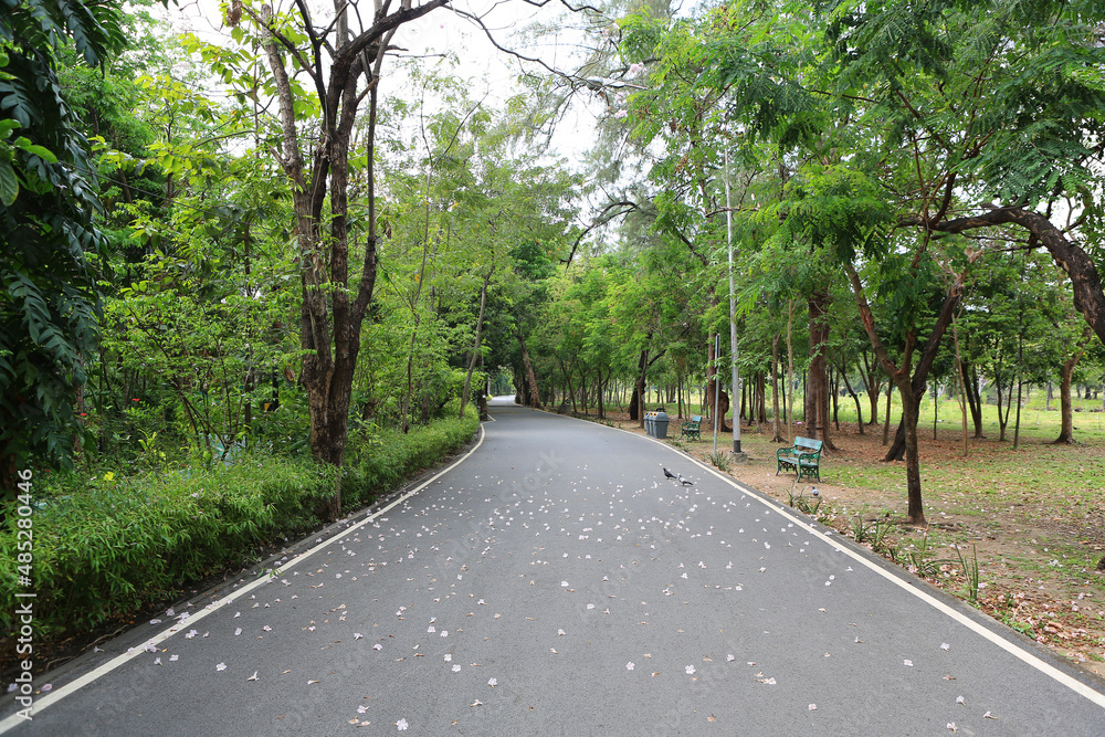 Road in the park with tree around. Peaceful green park and way with flower fall on the road.
