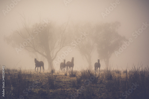 Fototapeta Naklejka Na Ścianę i Meble -  herd of horses on a misty morning