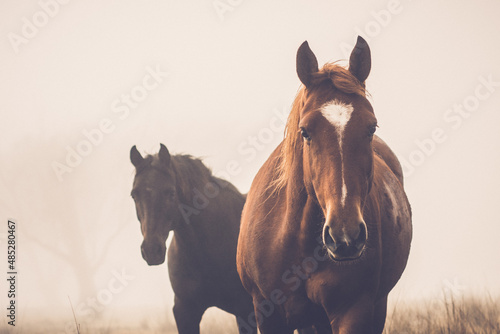 Foto portrait of a horse