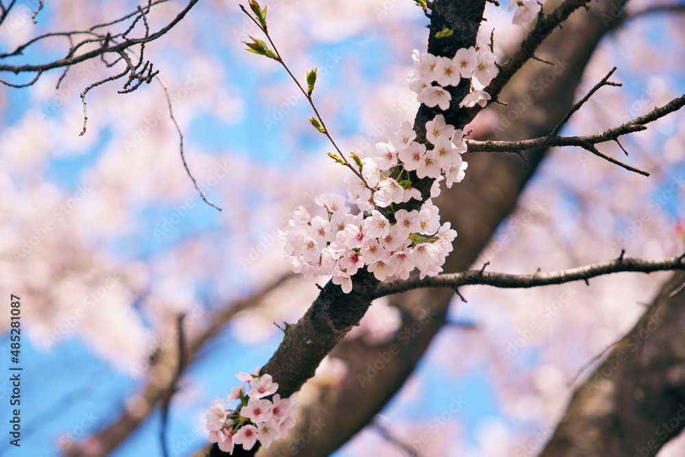 Obraz premium 日本の春の風景