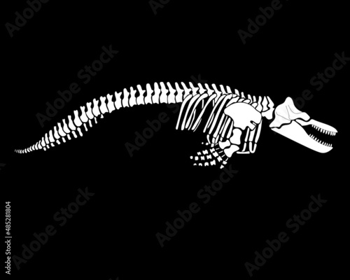 Graphic skeleton of a killer whale on a black background. Vector illustration.