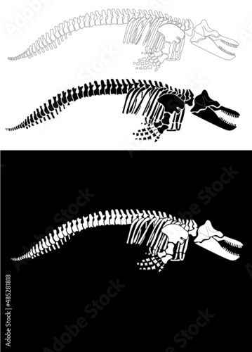 Set of Graphic skeleton of a killer whale on a white background. Vector illustration.