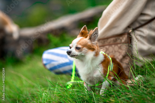 The blurred abstract background of dogs playing, biting, running around, waiting for food or owners during the day.