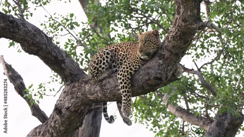 Leopard in a tree watching his surrounding Leopard in a tree watching his surrounding