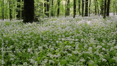 Caucasian mountains, mountain forest. Meadow of flowering wild garlic (Allium ursinum). photo