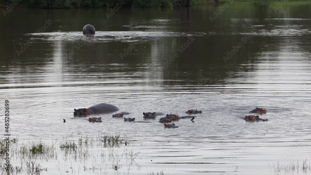 Pod of hippos in a waterhole Pod of hippos in a waterhole