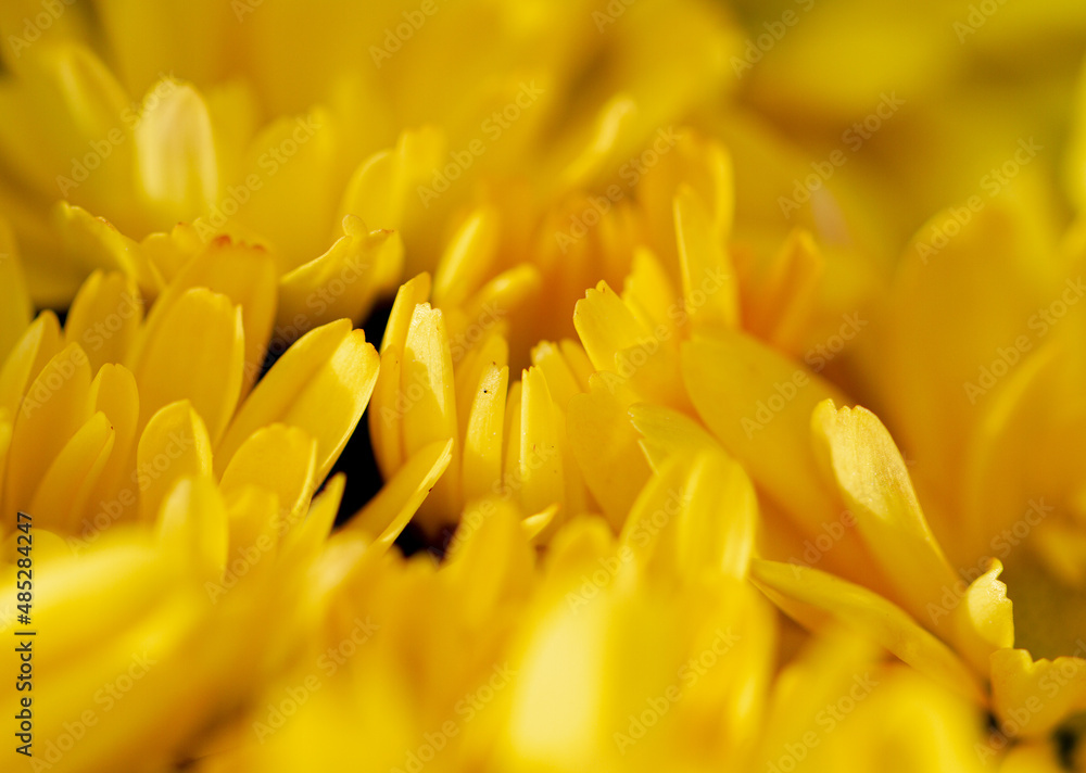 Chrysanthemum yellow flowers bloom in autumn in the chrysanthemum garden. Beautiful chrysanthemum flowers close up.