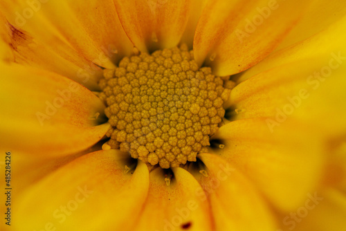 Chrysanthemum yellow flowers bloom in autumn in the chrysanthemum garden. Beautiful chrysanthemum flowers close up.