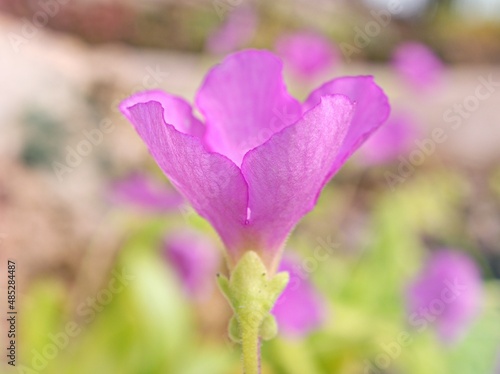 Purple pink flower Araflora exotic flora more Butterworth Pinguicula x Weser moctezumae ,Alchetron ,Carnivorous pinguicula Tina plant  photo