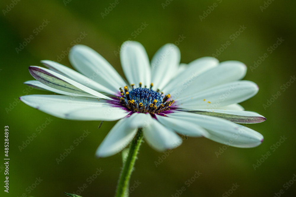 Close up of white osteospermum are blossoming with green leaves, osteospermum flowers in garden. flower, osteospermum are blossoming with green leaves, osteospermum flowers in garden. Close up of white osteospermum are blossoming with green leaves, osteospermum flowers in garden. flower, osteospermum are blossoming with green leaves, osteospermum flowers in garden.