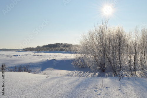 Bushes on the River Bank under Snow
