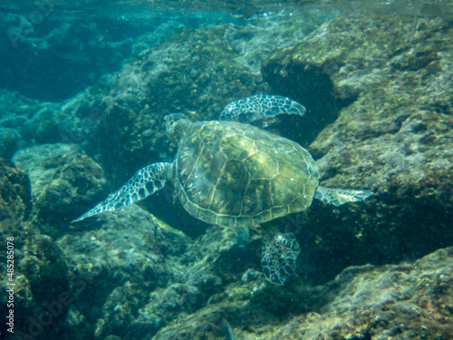 hawaiian green sea turtle © darksideofpink