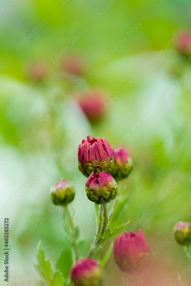 Chrysanthemum flowers pink bloom in autumn in the chrysanthemum garden. Beautiful chrysanthemum flowers close up. Macro photo detail flower. 