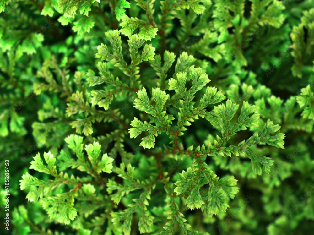 Green leaf of Selaginella Tamariscina moss plant ,Selaginella kraussiana Brownii ,Selaginellaceae ,Krauss'Spikemoss ,Pin-Cushion ,Spikemoss ,Emerald isle spikemoss ,Scotch Moss ,Compact ,green tones Green leaf of Selaginella Tamariscina moss plant ,Selaginella kraussiana Brownii ,Selaginellaceae ,Krauss'Spikemoss ,Pin-Cushion ,Spikemoss ,Emerald isle spikemoss ,Scotch Moss ,Compact ,green tones