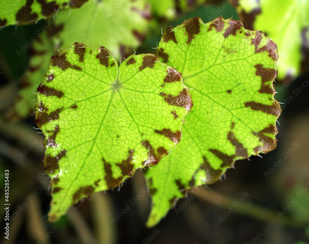 Closeup green leaf of Begonia Bowerae, Eyelash Begonia ,beleaf lima love ,Berghoef plants ,Begoniaceae rex river nile ,green foliage heart shape ,begonia rex green ,Painted leaf ,macro image , Closeup green leaf of Begonia Bowerae, Eyelash Begonia ,beleaf lima love ,Berghoef plants ,Begoniaceae rex river nile ,green foliage heart shape ,begonia rex green ,Painted leaf ,macro image ,