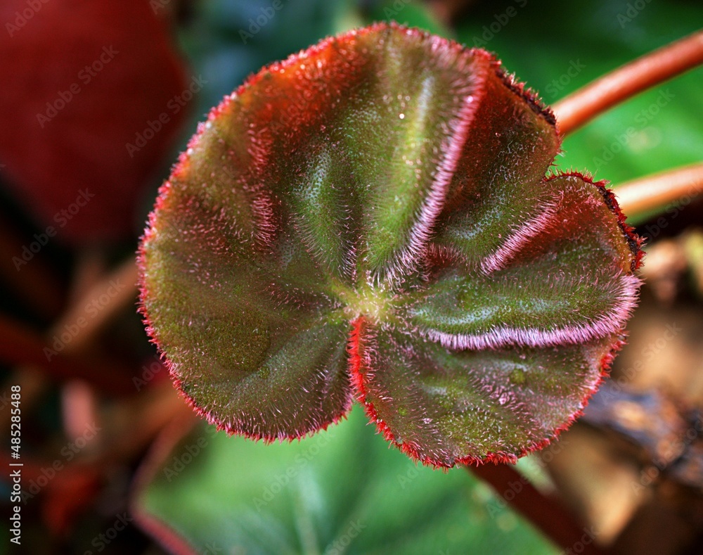 Painted Leaf red foliage King Begonia ,Painted Begonia ,Hybrid Rex