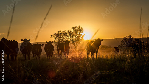 herd of cattle at sunset
