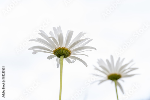 one single white daisy (Leucanthemum) isolated on white background in the garden. Macro close up photo flower