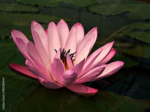 pink water lily flower Nymphaea Pubescens ,hairy water lily is an aquatic plant having erect perennial rhizomes or rootstocks that anchor it to the mud in the bottom ,aquarium plant ,tropical Asia 