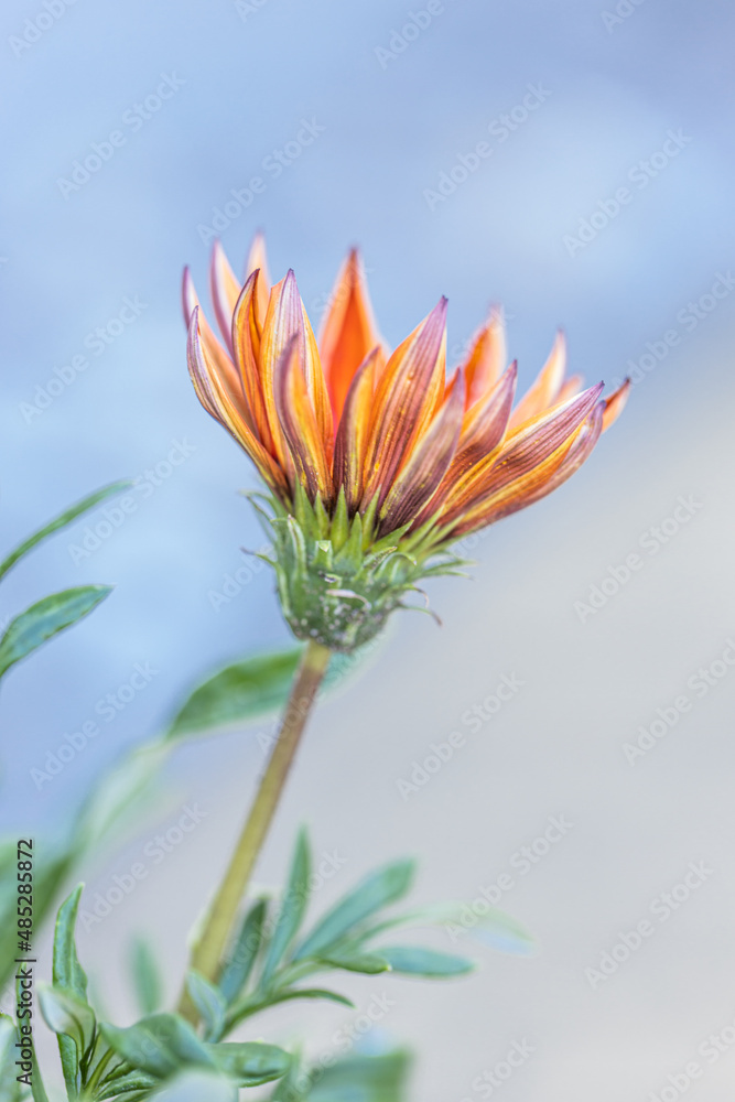 Close up of orange osteospermum are blossoming with green leaves, osteospermum flowers in garden. flower, osteospermum are blossoming with green leaves in garden. Macro photo flower.