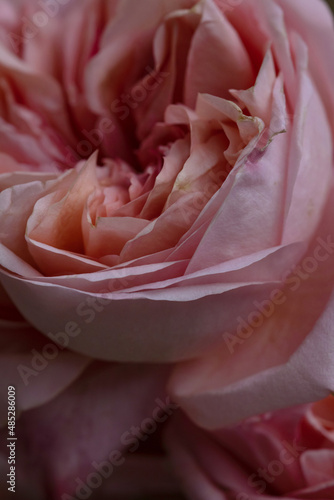 Delicate peony roses, spring floral background.
