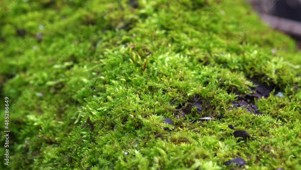 beautiful green moss on the trunk of an old tree close up beautiful green moss on the trunk of an old tree close up