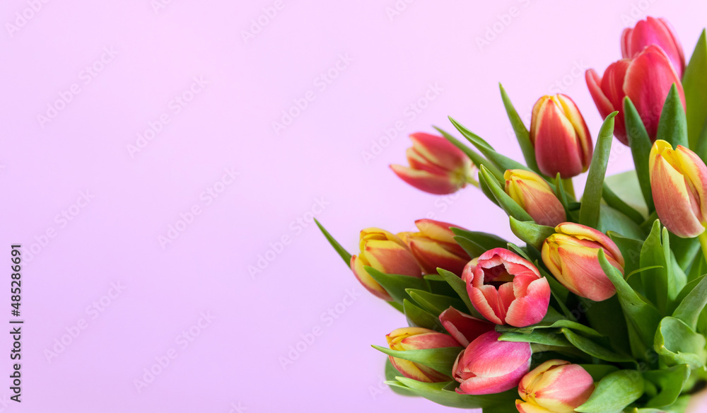 Spring flowers. Banner-a bouquet of pink and yelloy tulips on a pink background. Congratulations on International Women's Day, March 8, birthday, mother's Day. Copy space. Mock up. Soft focus. Spring flowers. Banner-a bouquet of pink and yelloy tulips on a pink background. Congratulations on International Women's Day, March 8, birthday, mother's Day. Copy space. Mock up. Soft focus.