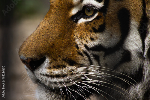 beautiful face of a tiger close-up in profile