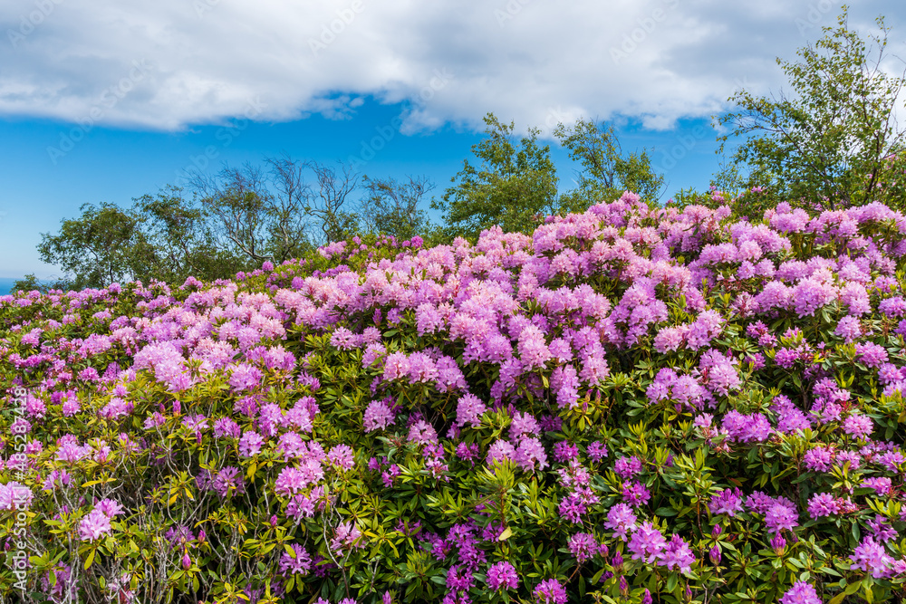 Spectacular rhododendrons growing wild on the Irish hills. May flora in Ireland. Spectacular rhododendrons growing wild on the Irish hills. May flora in Ireland.