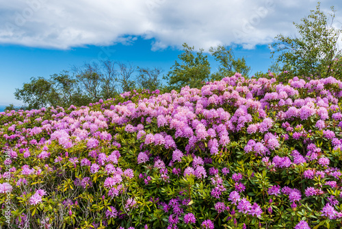 Spectacular rhododendrons growing wild on the Irish hills. May flora in Ireland. photo