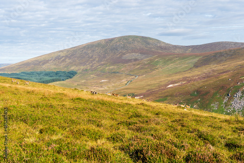 Landscape from Camaderry Mountains in Wicklow, Ireland, with Tonelagee Peak in the distance on a summer day.