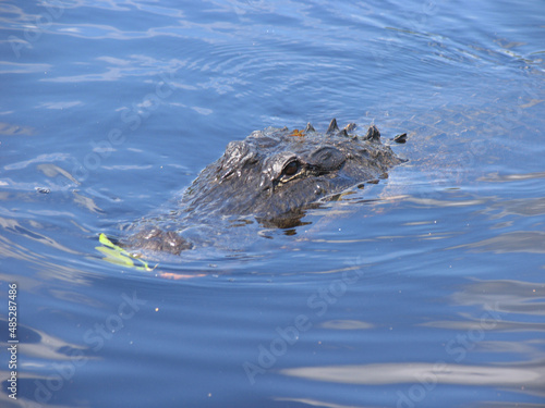 Alligatoren in den Everglades von Florida. Florida, USA -- Alligators in the Florida Everglades. Florida, United States 