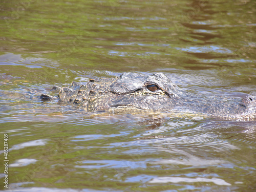 Alligatoren  in den Everglades von Florida. Florida,  USA  -- Alligators in the Florida Everglades. Florida, United States
