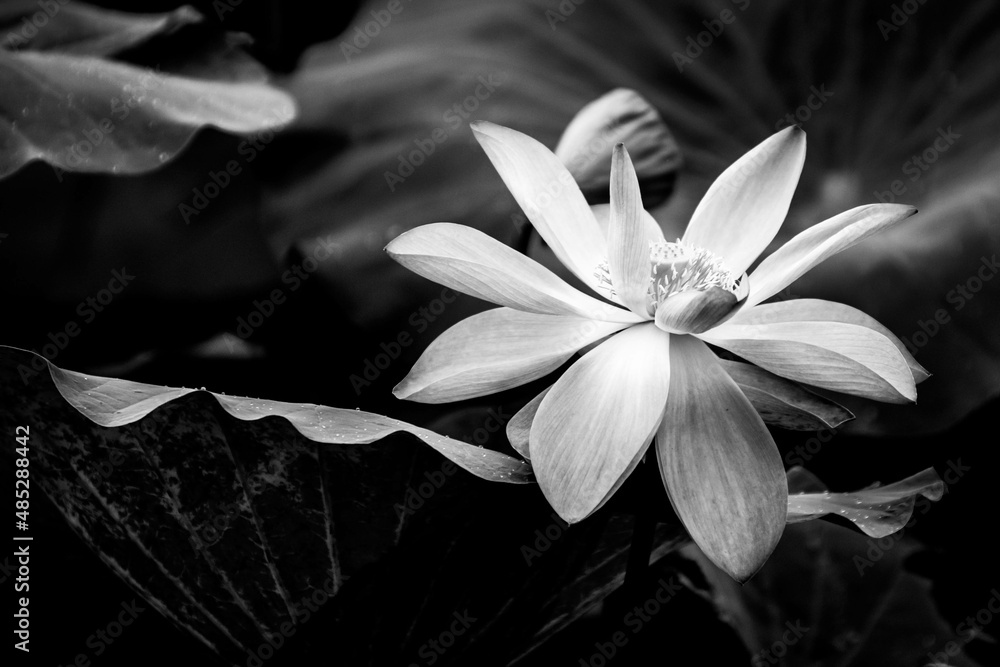 Fototapeta premium white flower on black