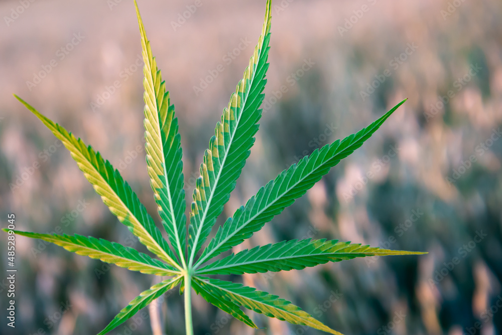 Cannabis leaf, marijuana. Green leaf of grass at dawn. Cannabis leaf, marijuana. Green leaf of grass at dawn.