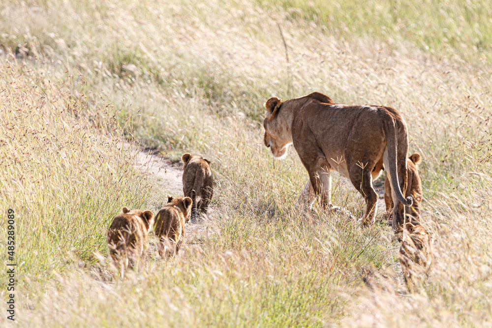 Fototapeta premium 轍を歩くライオン家族
