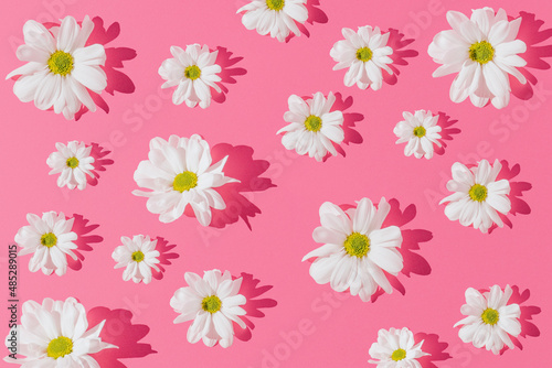 White flowers on a light pink background. Minimal love or Mother s day concept. Creative nature background. Sunny day shadows.