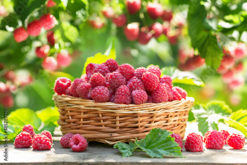 Basket of ripe raspberries in a garden